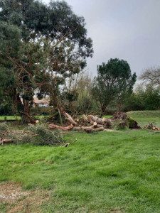 Photo de galerie - Elagage et coupe d'arbres