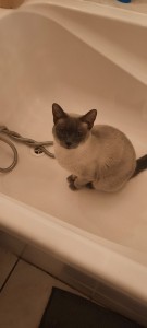Photo de galerie - Biscotte  adorable minette qui adore boire dans la baignoire ?