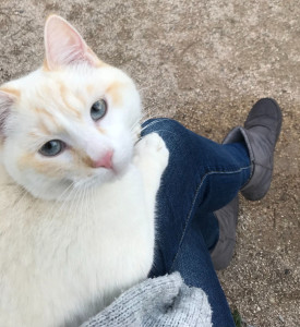 Photo de galerie - Les animaux ont beaucoup à nous apprendre, et à nous apporter. Chaque jour, ils egayent nos vies par leur amour, sans jamais rien demander en retour. Alors, j’ai ces mots à leur adresser, merci d'exister !