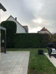 Photo de galerie - Voici une taille de laurier et de taxus que j’ai faite en octobre 