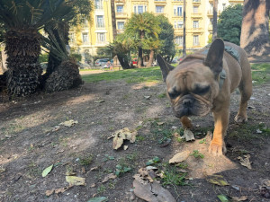 Photo de galerie - Garde chien