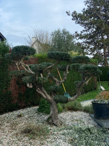 Photo de galerie - Elagage et coupe d'arbres