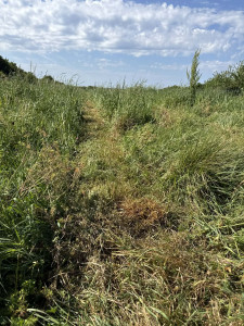 Photo de galerie - Débroussaillage d'herbes hautes avant