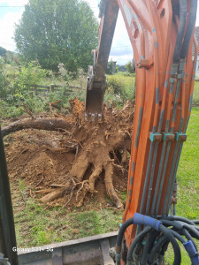 Photo de galerie - Dessouchage d importantes souches compris l évacuation à Amilly