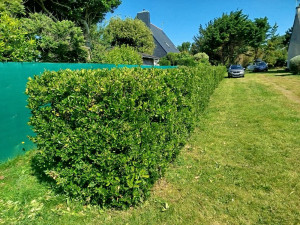 Photo de galerie - Taille d'une haie
