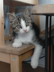 Photo de galerie - Winnie, 
adorable chaton de 2 mois en garde pour 8 jours 