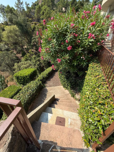 Photo de galerie - Taille d’arbustes