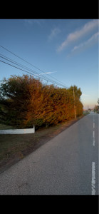 Photo de galerie - Taille de haies 