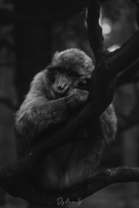 Photo de galerie - Photographie animalière