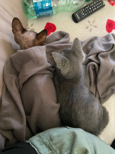 Photo de galerie - Garde animaux