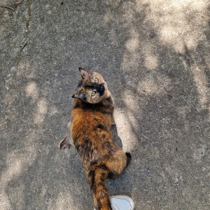 Photo de galerie - Petite rousse qui fait beaucoup de câlins <3