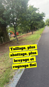 Photo de galerie - Abattage haies de thuya 30m