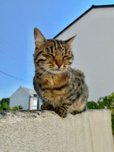 Photo de galerie - Garde chat