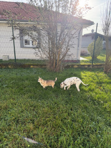 Photo de galerie - Grand jardin pour les animaux 