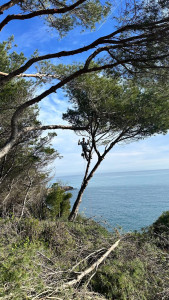 Photo de galerie - Elagage et coupe d'arbres