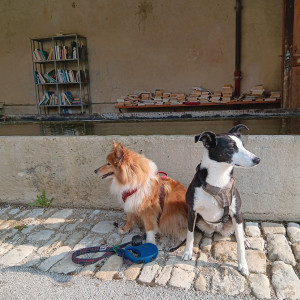 Photo de galerie - Garde chien