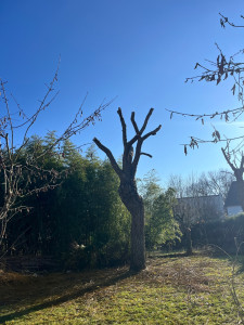 Photo de galerie - Elagage et coupe d'arbres