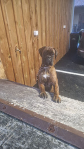 Photo de galerie - Garde chien