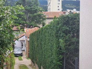 Photo de galerie - Taille de haie de cypres 