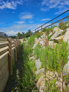Photo de galerie - Nettoyage des  herbe