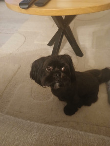 Photo de galerie - Tina, petite chienne adorable qui est venue passer qielques jours à la maison.???