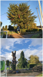 Photo de galerie - Elagage et coupe d'arbres