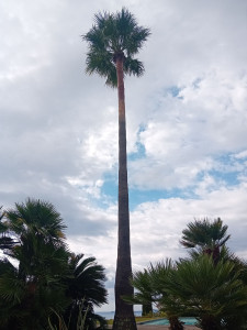 Photo de galerie - Elagage et coupe d'arbres