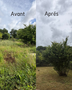 Photo de galerie - Herbe haute