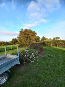 Photo de galerie - Elagage et coupe d'arbres