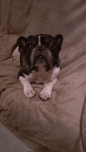 Photo de galerie - Mon domicile
bouledogue 
Logement calme, proche espaces verts. Sérieuse et attentionnée.