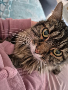 Photo de galerie - Garde de chat à domicile. Partez l'esprit tranquille. Nouvelles quotidiennes avec photos et vidéos. Câlins et jeux. 