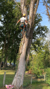 Photo de galerie - Ascension pour abattage