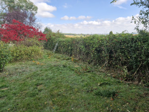 Photo de galerie - Taille de haies et d'arbustes