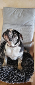 Photo de galerie - Garde chien et chienne