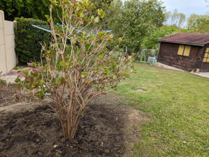 Photo de galerie - Plantation d'arbuste 