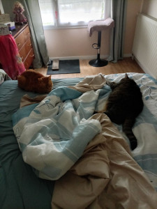Photo de galerie - J'ai pu m'occuper de 2 chats ??, le mien et un autre : nourrir, changer l'eau, nettoyer la litière, jeux. 