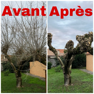 Photo de galerie - Travaux réalisés, taille de arbres