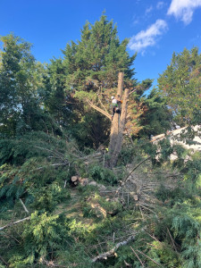 Photo de galerie - Abattage