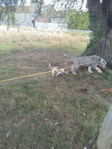 Photo de galerie - Garde chien