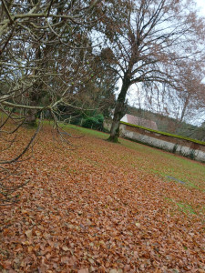 Photo de galerie - Photos avant ramassage de feuilles ? 