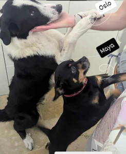 Photo de galerie - 2 adorables compagnons gardés cet été ! ?