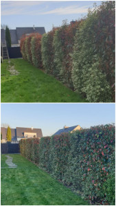 Photo de galerie - Taille de haie