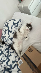 Photo de galerie - Garde chat