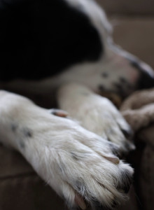 Photo de galerie - H. une chienne paisible 