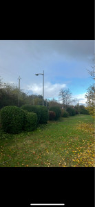 Photo de galerie - Taille de haies et d'arbustes