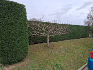 Photo de galerie - Taille de haies et d'arbustes