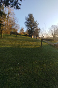 Photo de galerie - Tonte débroussaillage taille de haie..... 