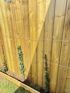 Photo de galerie - Habillage d’un mur en bois avec câble de palpage et plantations de jasmin