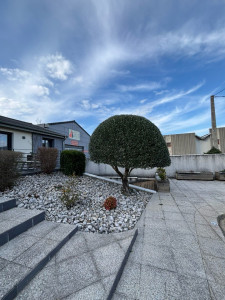 Photo de galerie - Taille d’un olivier