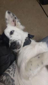 Photo de galerie - Chiot border collie de 4 mois qui m'a été confié 1 semaine. Étant un jeune chien très sociable j'ai pu l'accueillir à mon domicile avec mes chiens et chats sans aucun problème 